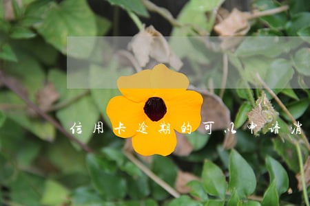 信用卡逾期的可以申请消掉吗