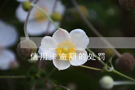 信用卡逾期的处罚 信用卡逾期的处罚