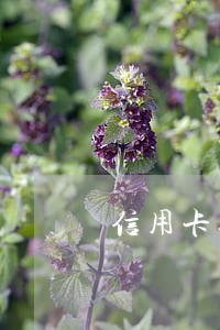 信用卡逾期的征信怎么办