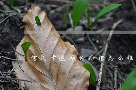 信用卡逾期的征信怎么维护