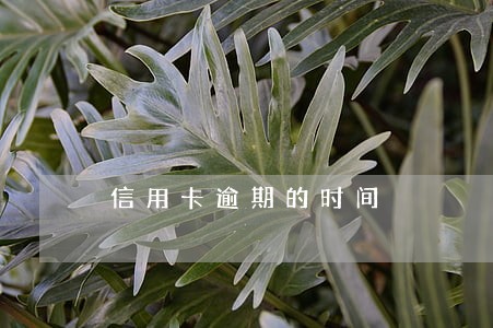 信用卡逾期的时间