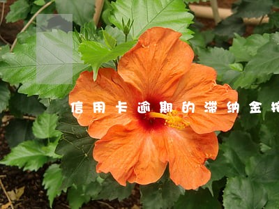 信用卡逾期的滞纳金按天算么 信用卡逾期的滞纳金按天算么