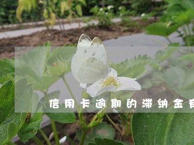 信用卡逾期的滞纳金有多少钱 信用卡逾期的滞纳金有多少钱