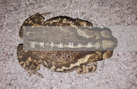 信用卡逾期的猫