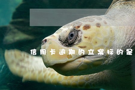 信用卡逾期的立案标的是多少 信用卡逾期的立案标的是多少