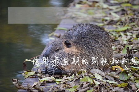 信用卡逾期的罚款和利息多少 信用卡逾期的罚款和利息多少