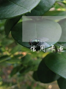 信用卡逾期的考公务员