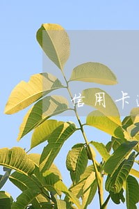 信用卡逾期的费能不还吗 信用卡逾期的费能不还吗