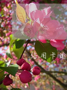 信用卡逾期的违约金太高怎么办 信用卡逾期的违约金太高怎么办