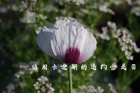 信用卡逾期的违约金是否合规 信用卡逾期的违约金是否合规
