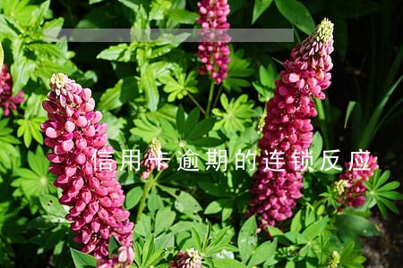 信用卡逾期的连锁反应