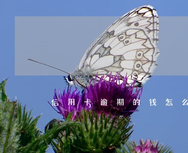 信用卡逾期的钱怎么办 信用卡逾期的钱怎么办