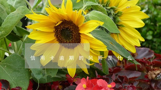 信用卡逾期的风险是什么