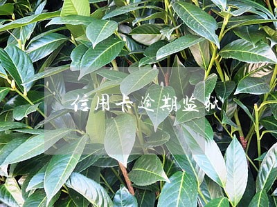 信用卡逾期监狱 信用卡逾期监狱