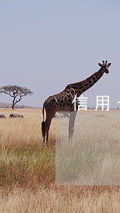 信用卡逾期直接划扣 信用卡逾期直接划扣