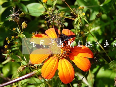 信用卡逾期直接划走微信 信用卡逾期直接划走微信