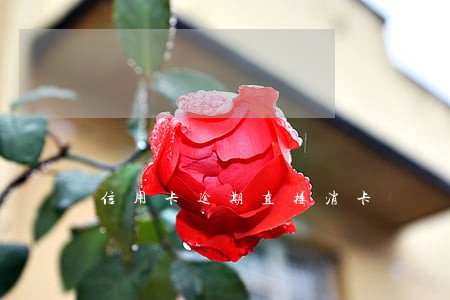 信用卡逾期直接消卡 信用卡逾期直接消卡