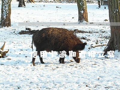 信用卡逾期直接立案 信用卡逾期直接立案