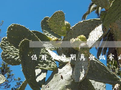 信用卡逾期真会做牢么 信用卡逾期真会做牢么