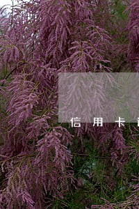 信用卡逾期真正上门取证是几次 信用卡逾期真正上门取证是几次