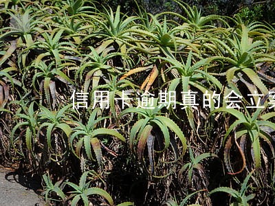 信用卡逾期真的会立案吗