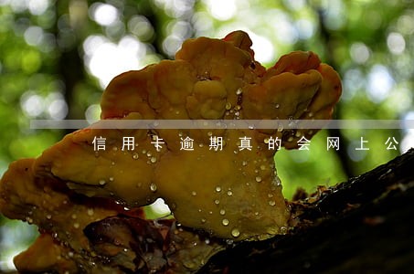 信用卡逾期真的会网上公布吗