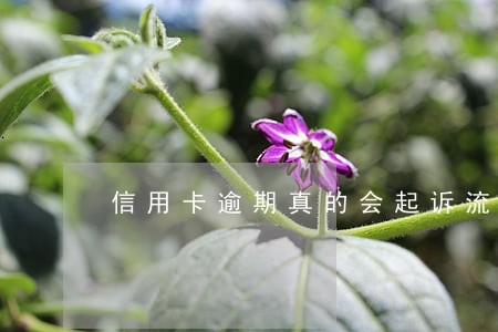 信用卡逾期真的会起诉流程吗 信用卡逾期真的会起诉流程吗
