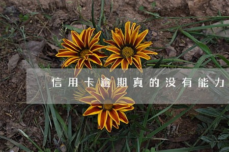 信用卡逾期真的没有能力偿还 信用卡逾期真的没有能力偿还