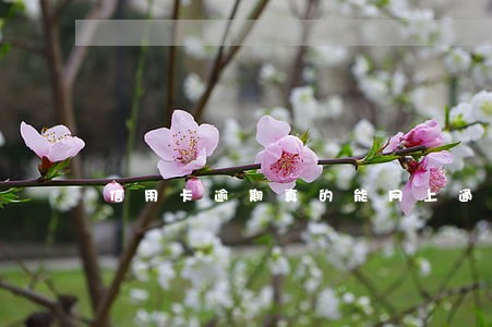 信用卡逾期真的能网上通缉吗 信用卡逾期真的能网上通缉吗