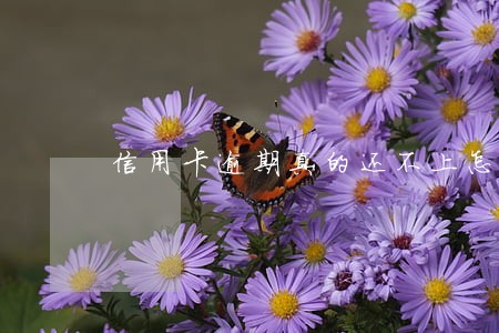 信用卡逾期真的还不上怎么办