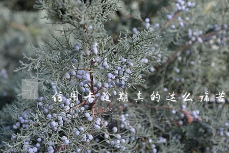 信用卡逾期真的这么痛苦吗