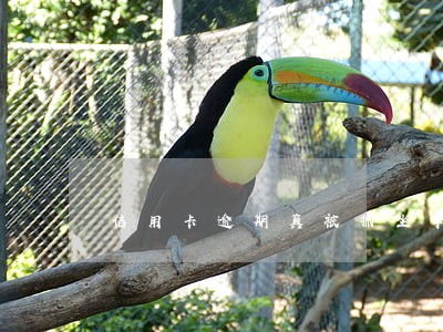 信用卡逾期真被抓坐牢吗 信用卡逾期真被抓坐牢吗