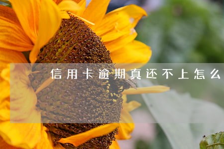 信用卡逾期真还不上怎么办 信用卡逾期真还不上怎么办