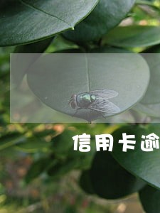 信用卡逾期知识点总结 信用卡逾期知识点总结