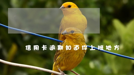信用卡逾期知道你上班地方 信用卡逾期知道你上班地方