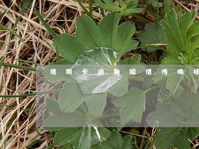 信用卡逾期短信传唤样本