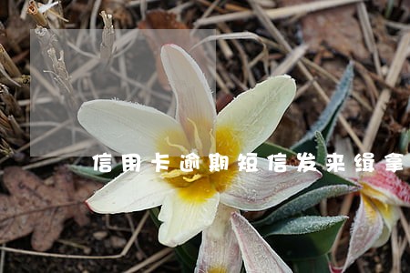 信用卡逾期短信发来缉拿令 信用卡逾期短信发来缉拿令