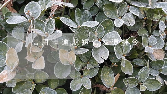信用卡逾期短信发逮捕令 信用卡逾期短信发逮捕令