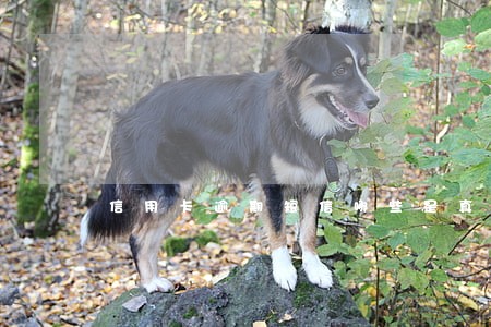 信用卡逾期短信哪些是真的 信用卡逾期短信哪些是真的