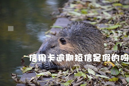 信用卡逾期短信是假的吗 信用卡逾期短信是假的吗