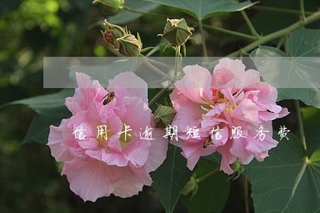 信用卡逾期短信服务费 信用卡逾期短信服务费