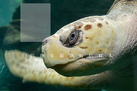 信用卡逾期短信样本