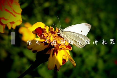 信用卡逾期短信经济犯罪科