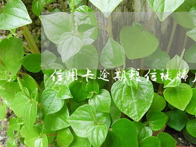 信用卡逾期短信被骗后 信用卡逾期短信被骗后