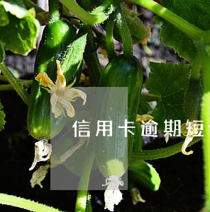 信用卡逾期短信说备案