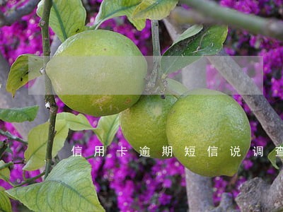信用卡逾期短信说调查 信用卡逾期短信说调查