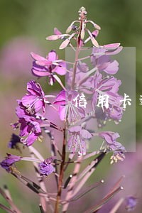 信用卡逾期短信通知开庭排期 信用卡逾期短信通知开庭排期