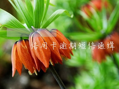 信用卡逾期短信通缉 信用卡逾期短信通缉