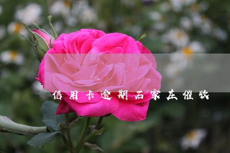 信用卡逾期石家庄催收 信用卡逾期石家庄催收