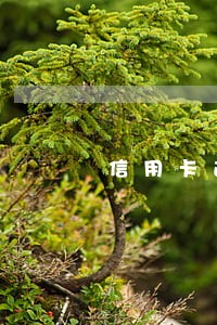 信用卡逾期碚打电话催怎么回答 信用卡逾期碚打电话催怎么回答
